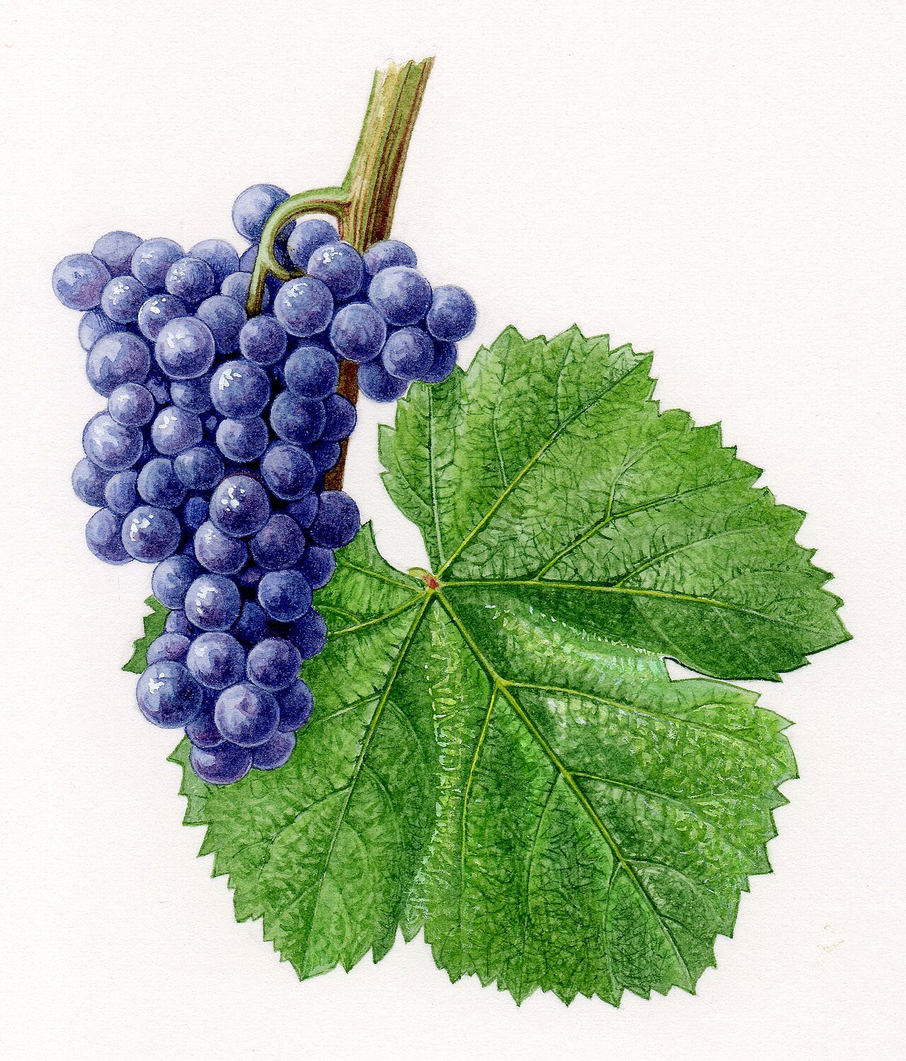 Grappe de Négrette, cépage emblématique de l'AOC Fronton