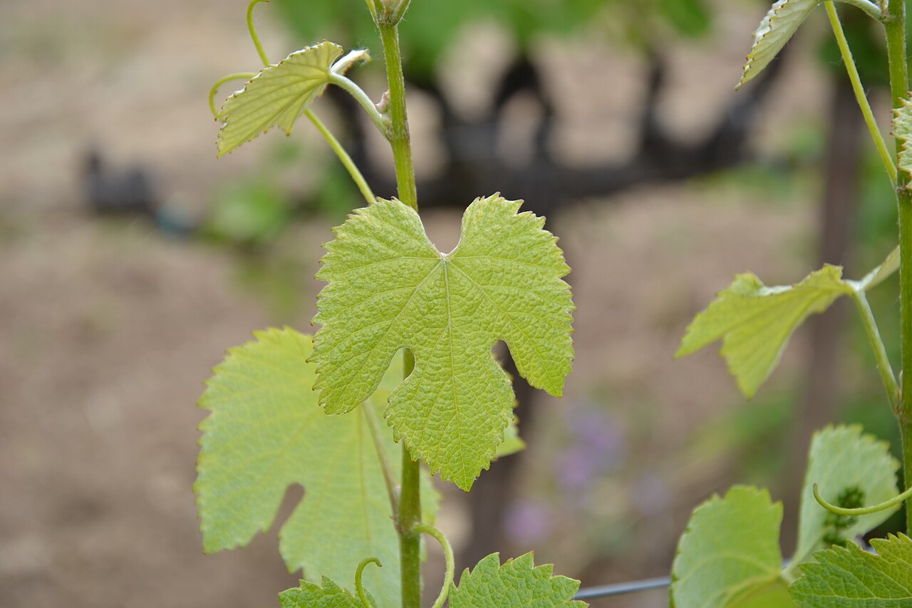 Feuille de Négrette