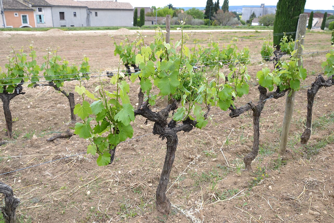 Rangs de vignes de Négrette dans le vignoble frontonais